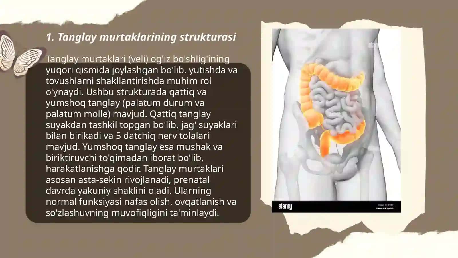 Tanglay murtaklarining strukturasi 3