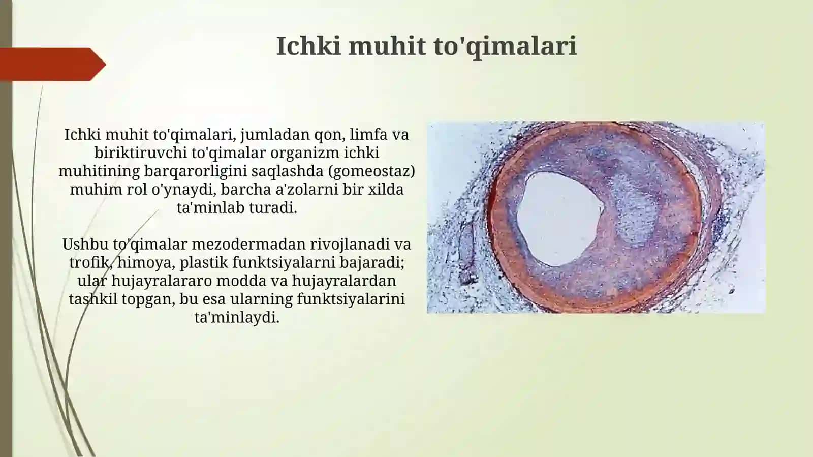 Ichki muhit to'qimalari.Qon 3