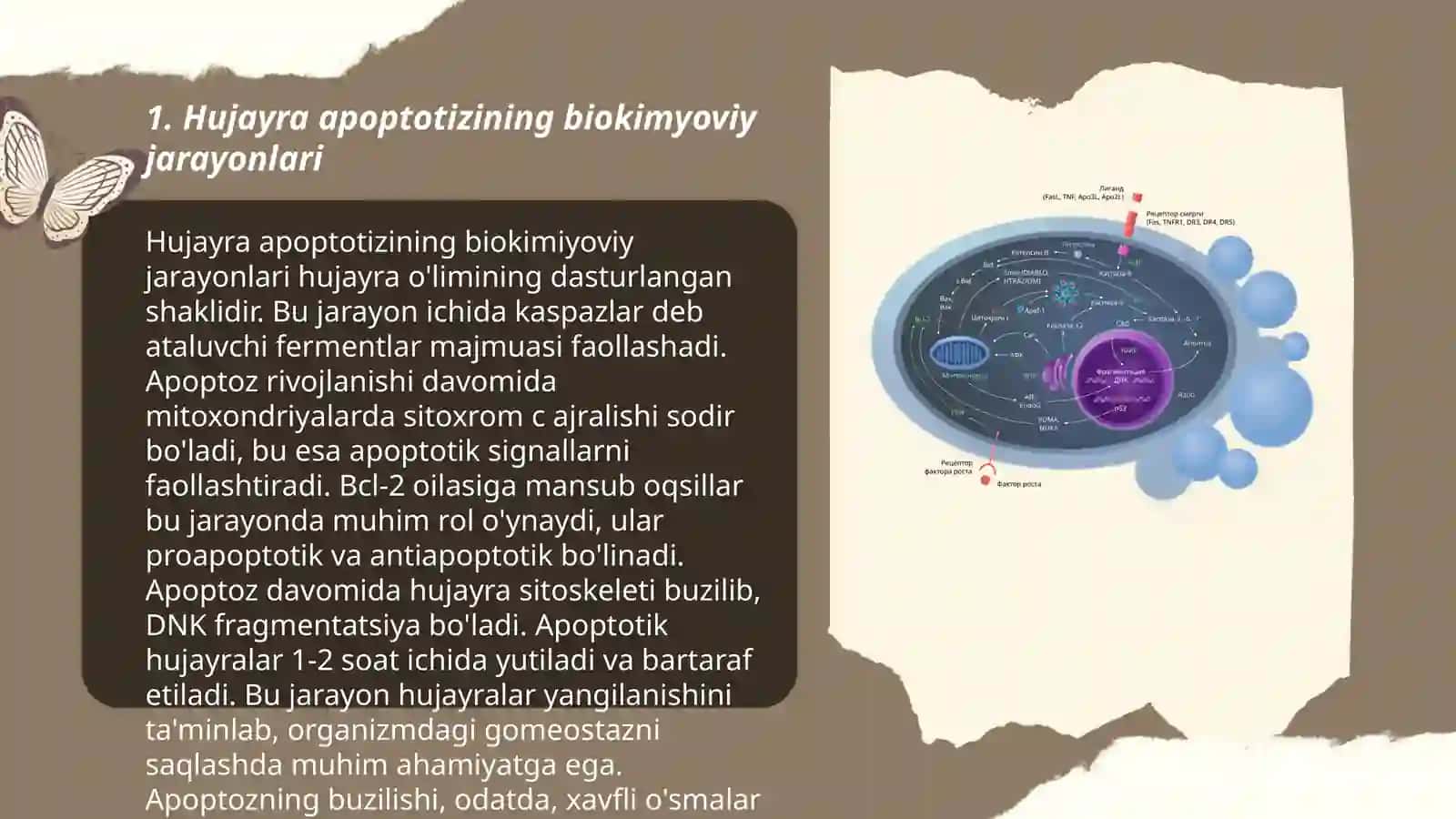Hujayra apoptozi 3