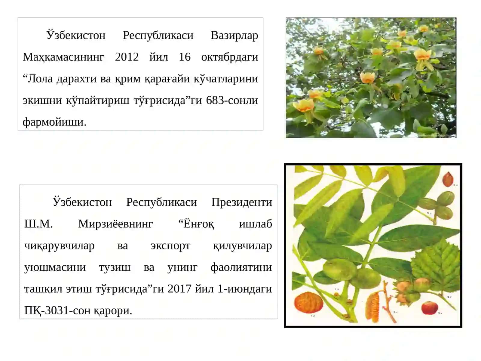 Генератив органлар. Гул 3