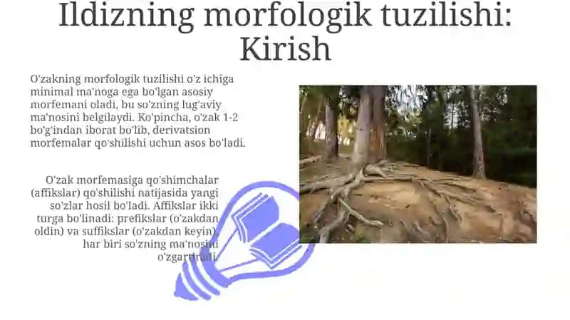 Ildiz Morfologik Tuzilishi 3