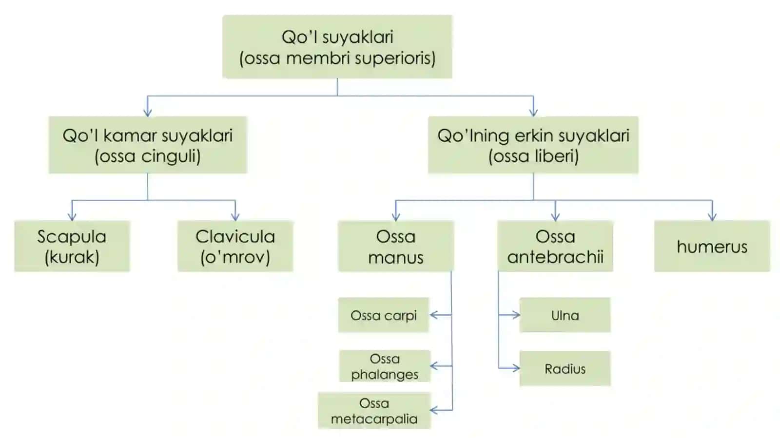 qo'l suyaklari 3
