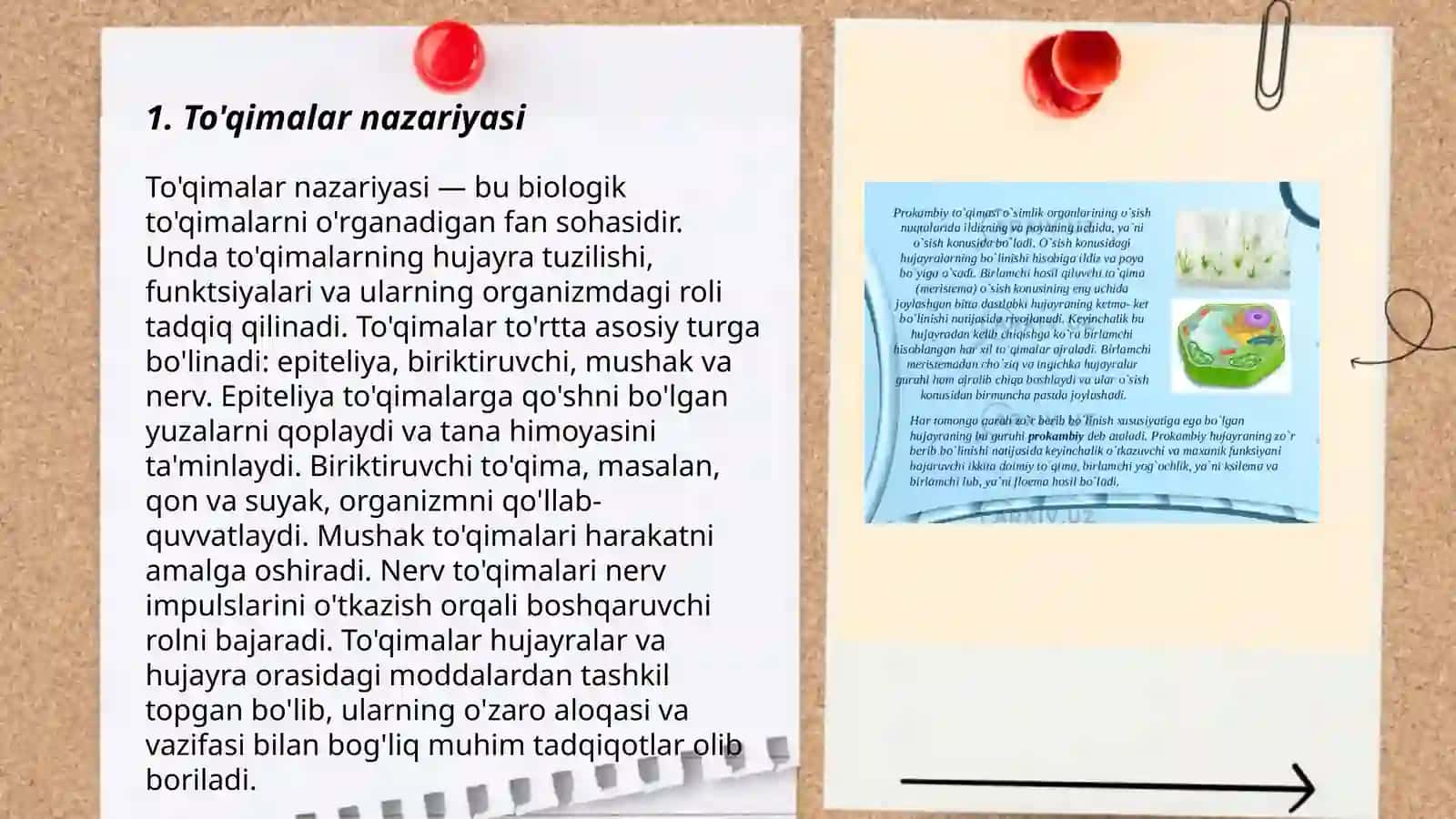 To'qimalar nazariyasi 3