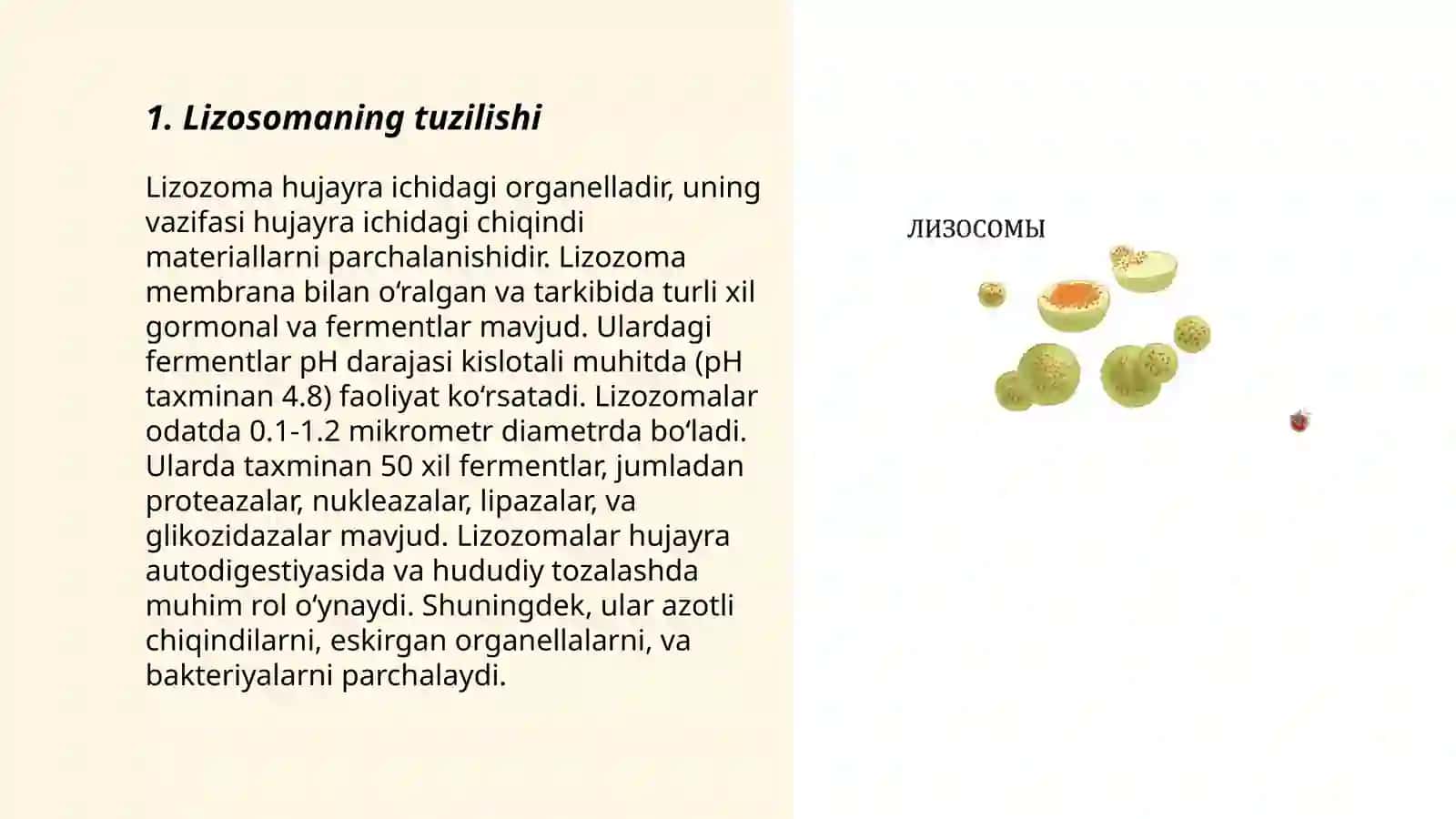 Lizosoma 3