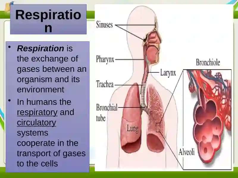 Human respiratory system (HRS) 3