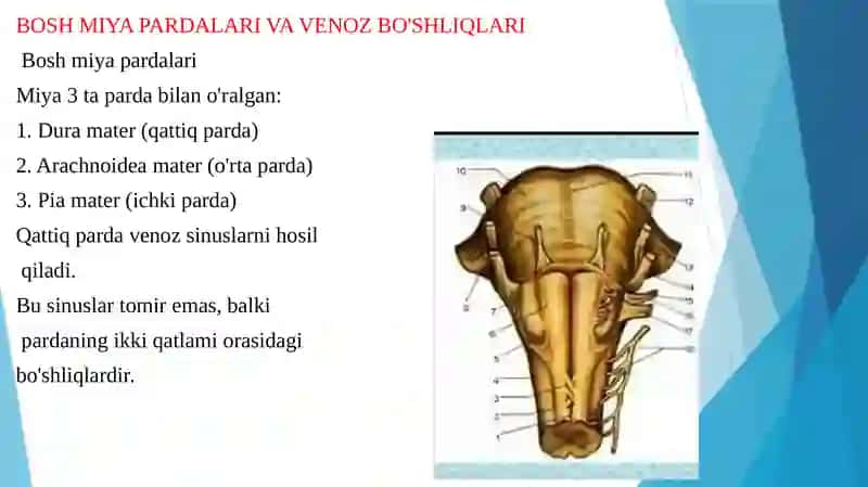 BOSH MIYA PARDALARINING VENA BO`SHLIQLARI VA SISTERNALARI. LIKVORODINAMIKA 3