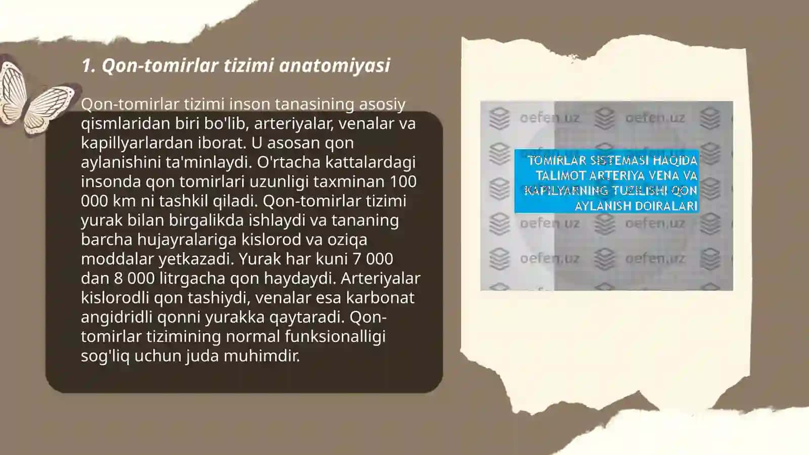 Qon-tomirlar tuzilishi 3