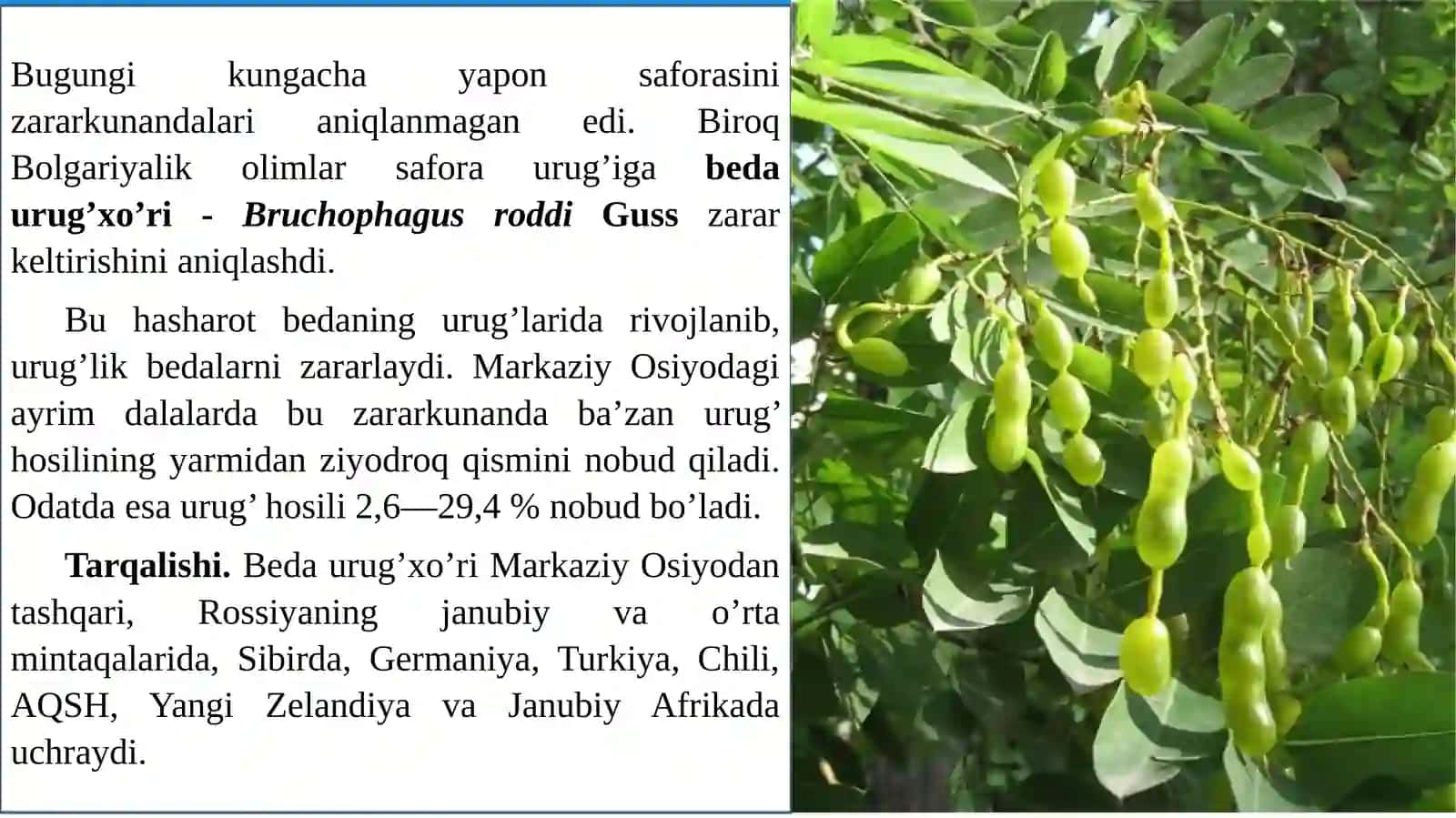Yapon saforasining zarar kunandalari 3