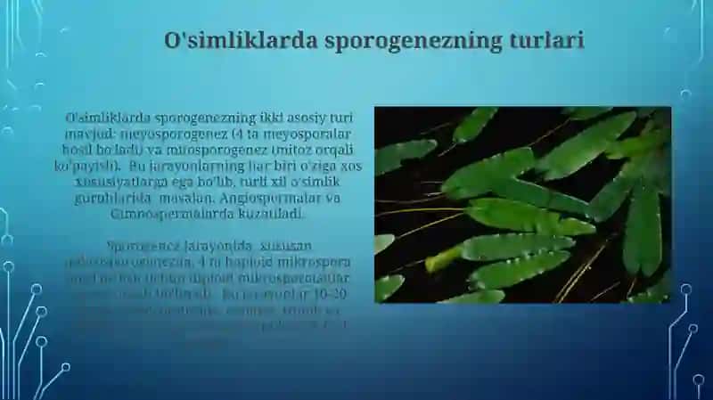 Oʻsimliklarda sporagenez va gametagenez 3