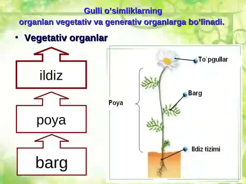 O’SIMLIKLARNING ORGANLARI 3