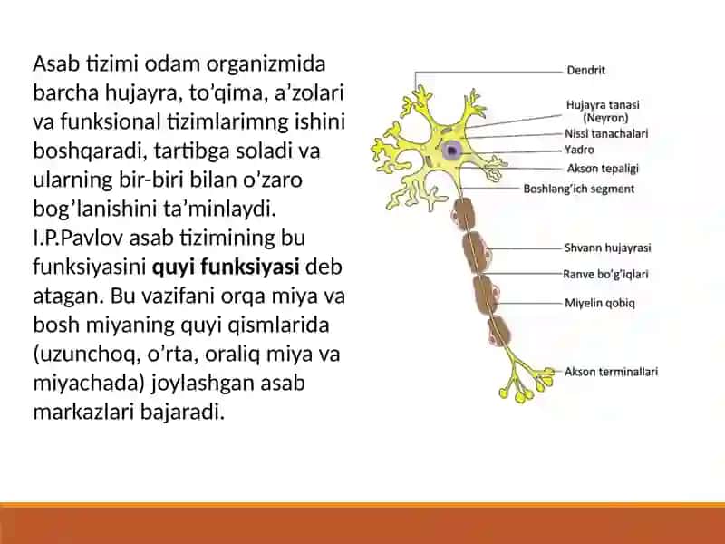 Nervsistemasi 3