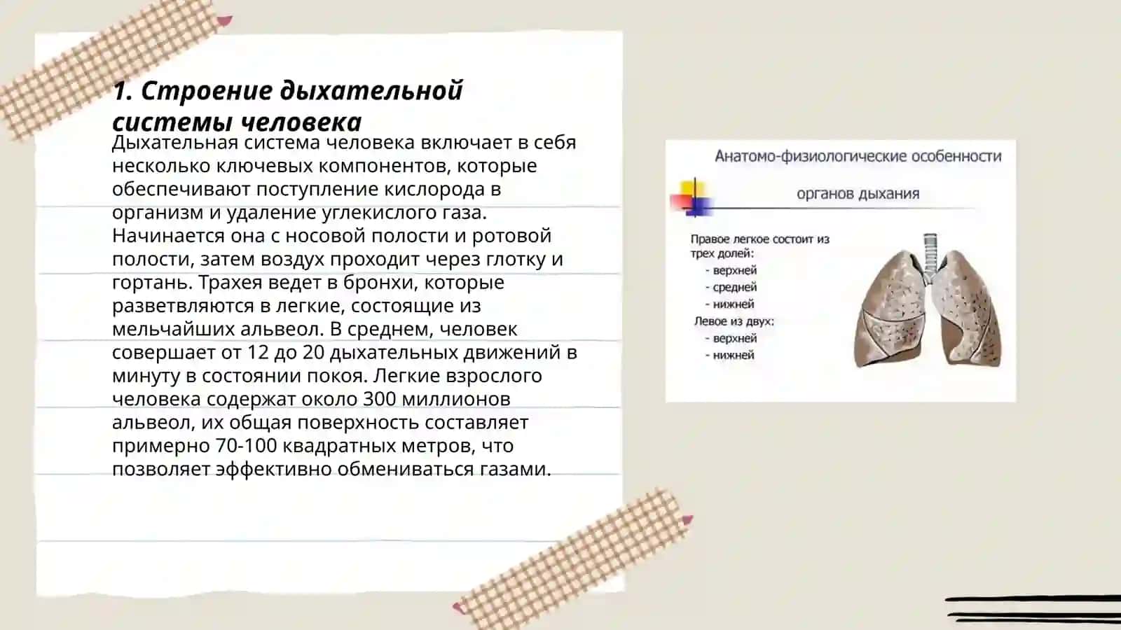 Особенности дыхательной системы 3