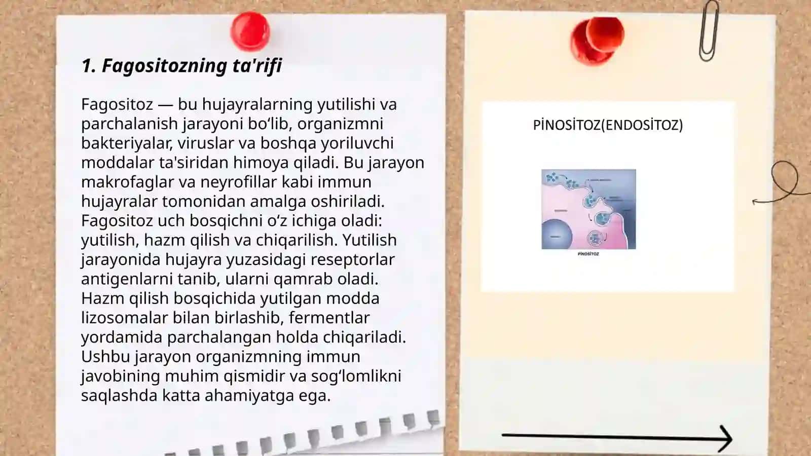 Fagositoz va uning bosqichlari 3