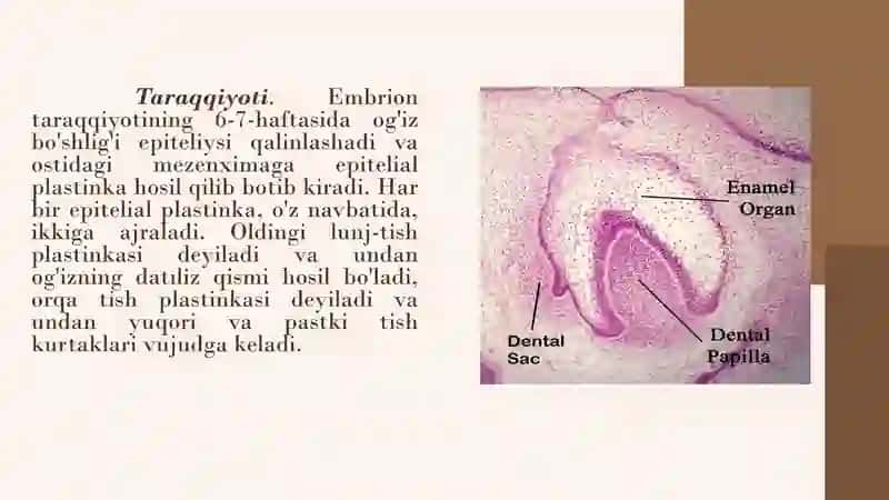 Odontogenez 3