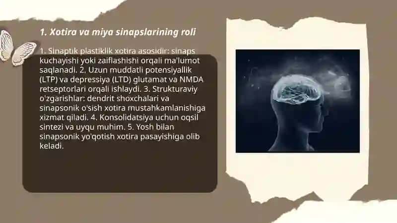 Xotira va miya sinapslarining roli 3