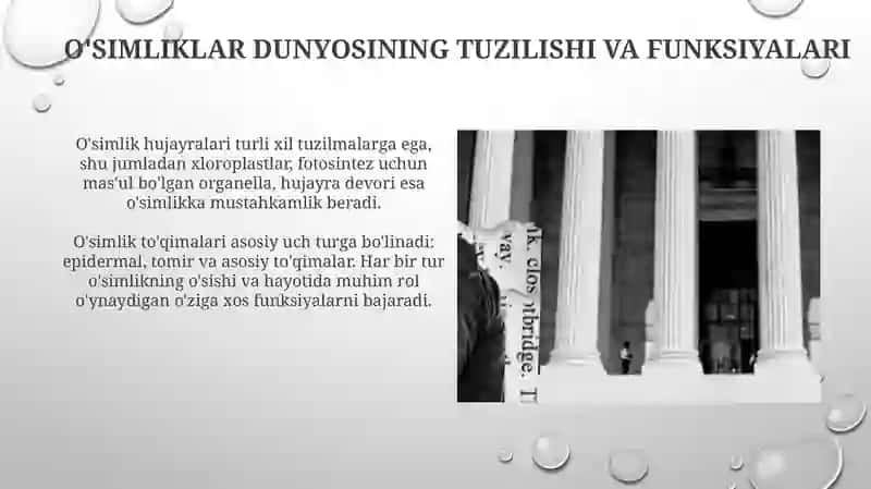 Oʻsimliklar dunyosining asoslari 3