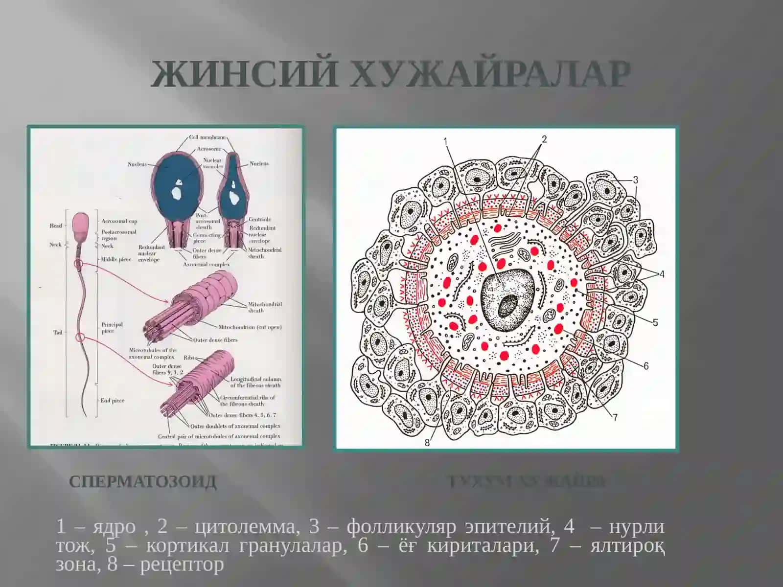 ОДАМ ЭМБРИОГЕНЕЗИ ДАВРЛАРИ 3