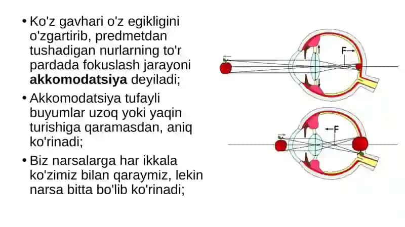 Ko'zning funksiyasi 3