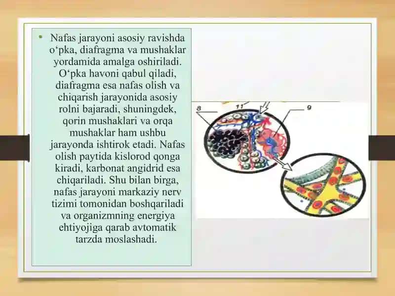 OVOZ VA NAFAS HOSIL BO‘LISHINING AHAMIYATI 3