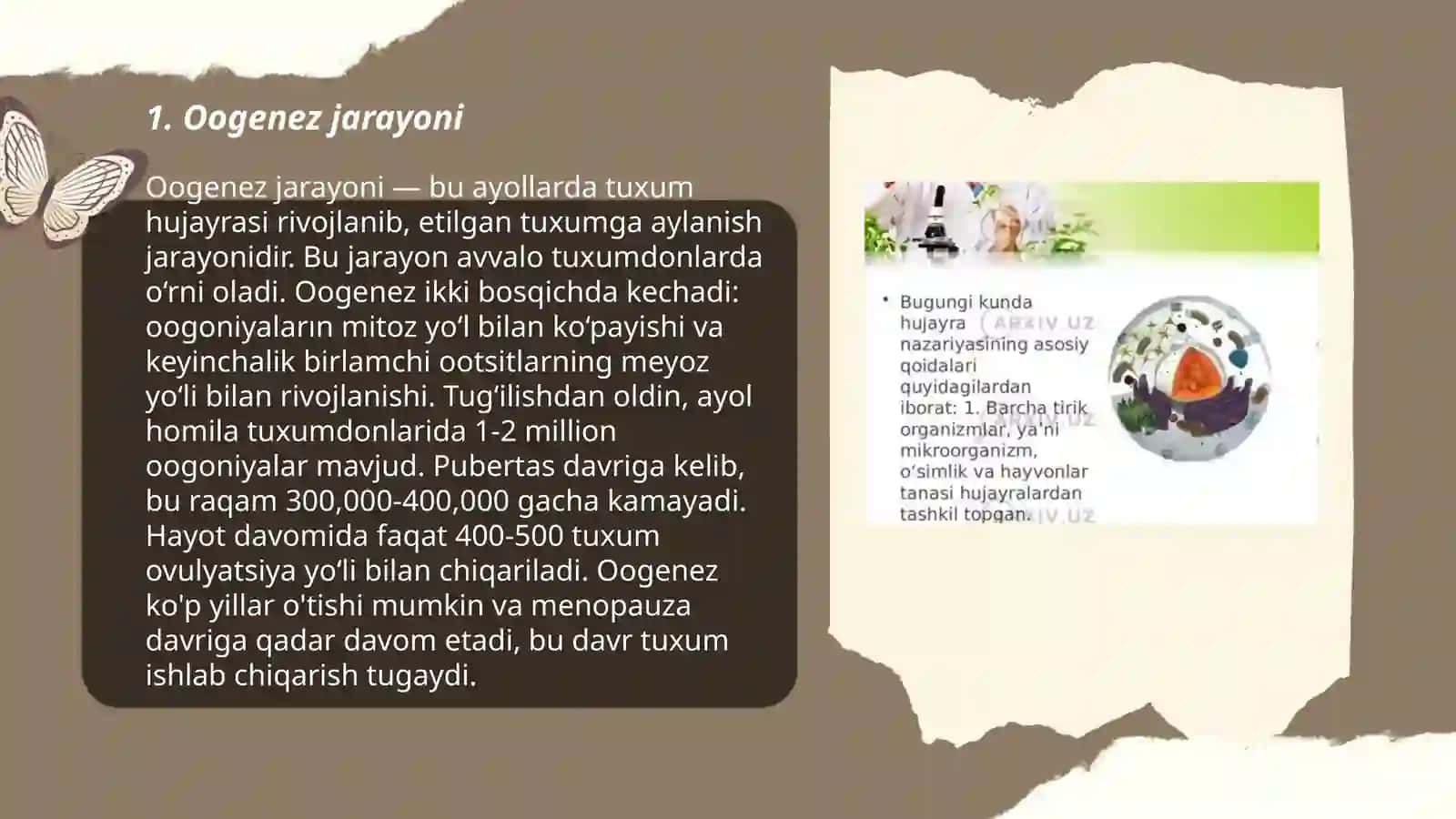 Hujayra ontogenezining rivojlanish bosqichlari 3