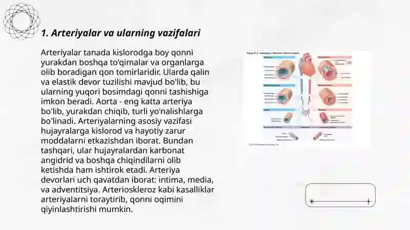 Venalarda qonning harakatlanishi 3