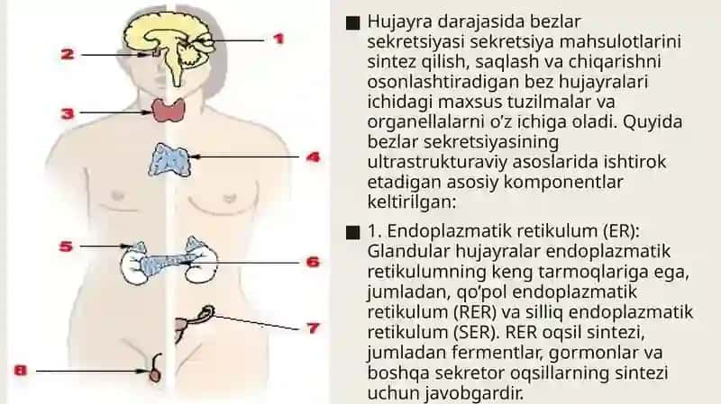 Bez sekretsiyasining ultrastruktura asoslari. 3
