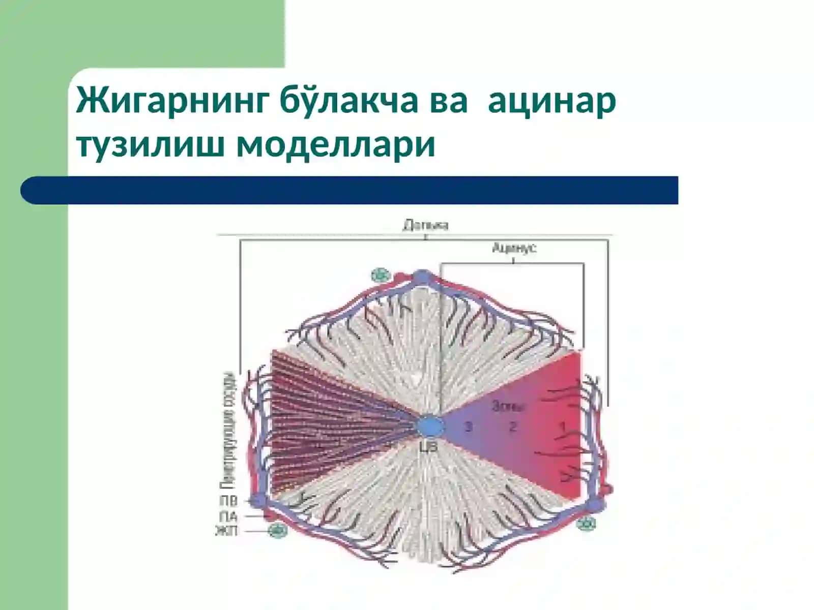 Жигар патофизиологияси 3