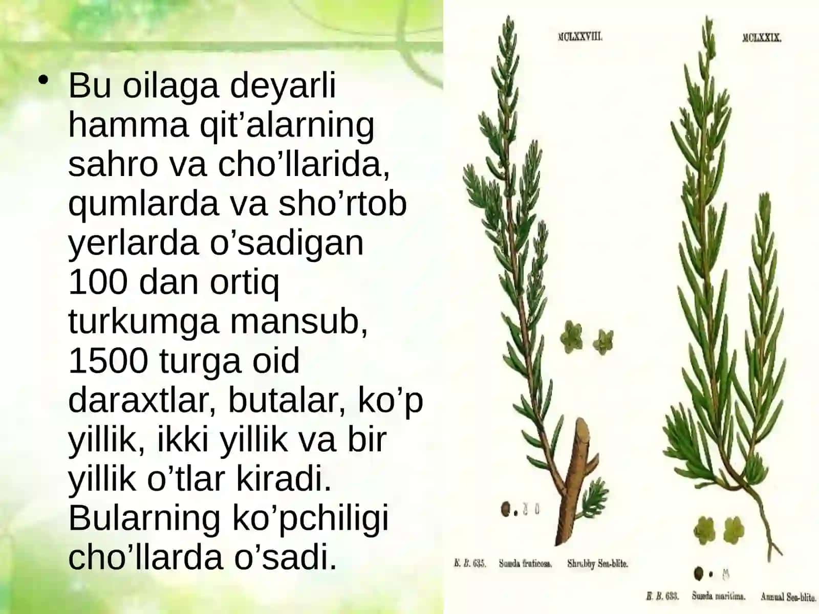 Sho'radoshlar oilasi-Chenopodiaceae 3