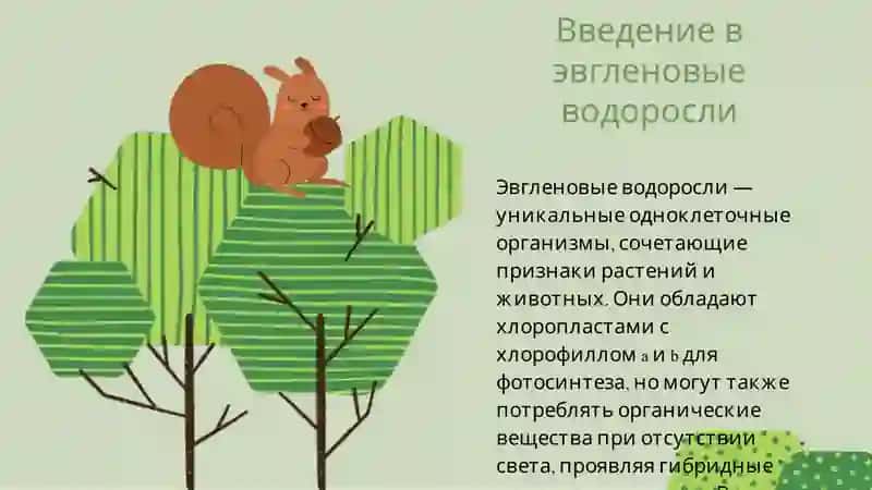 Эвгленовые водоросли 3