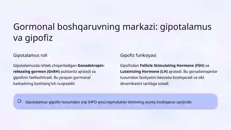 Menstrual sikl 3
