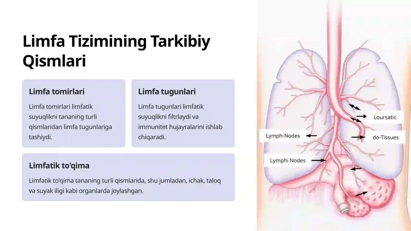 Limfa Tizimi Tananing Himoya Qal'asi 4
