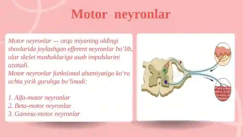 Orqamiyaning harakatlantiruvchi neyronlarining turlari 4
