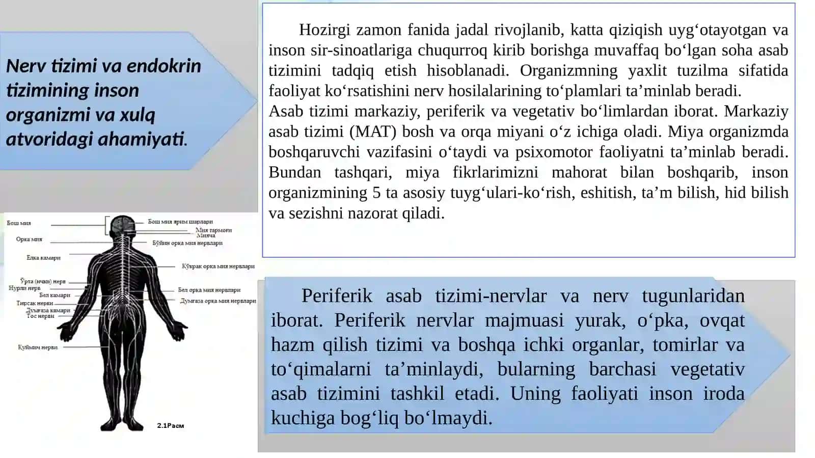 Xulq-atvorning psixofiziologik asosi 4