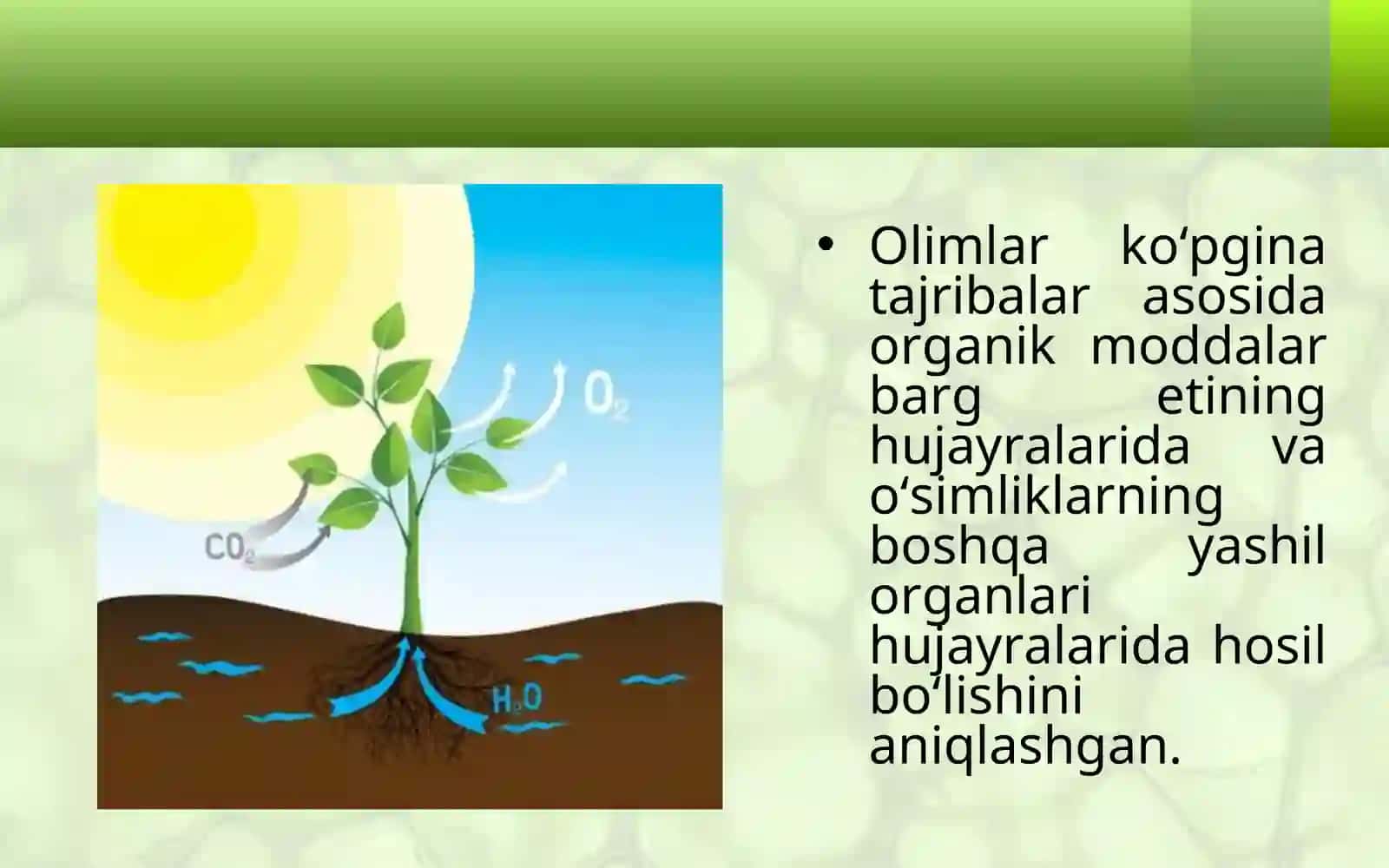 BARGLARDA ORGANIK MODDALARNING HOSIL BO‘LISHI 4