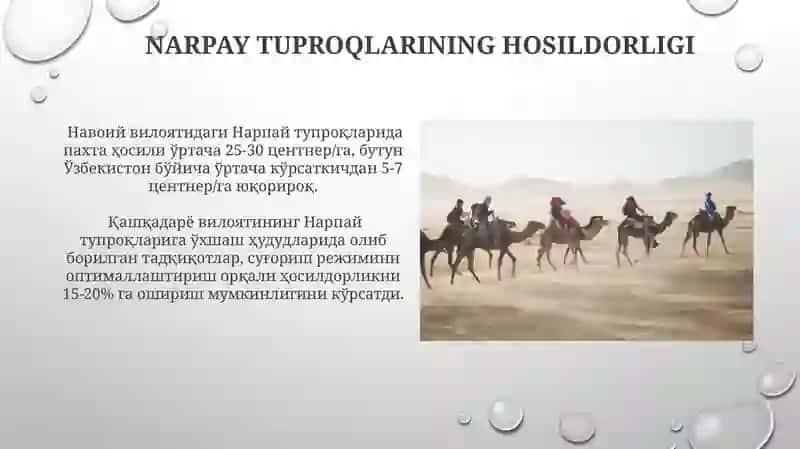 Narpay tuproqlari 4