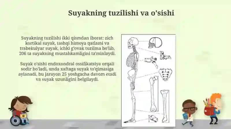 Suyaklarga qarab yoshni baholash usuli 4