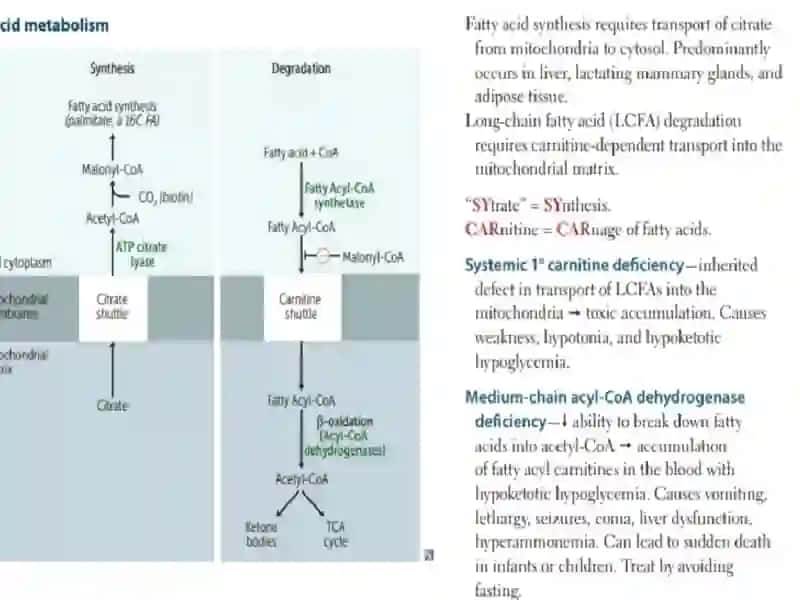 Lipid mobilization and catabolism 4
