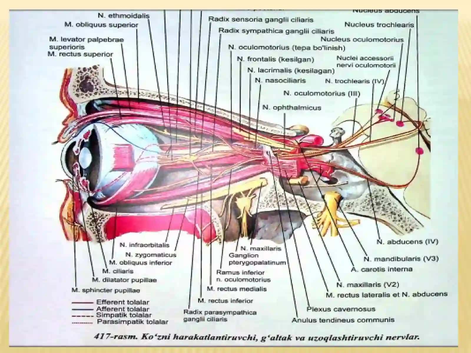 Nervus Olfactorius 4