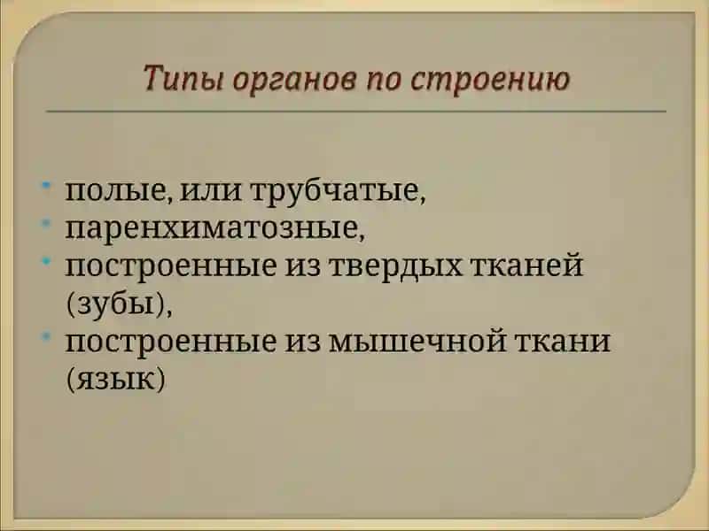 Спланхнология 4