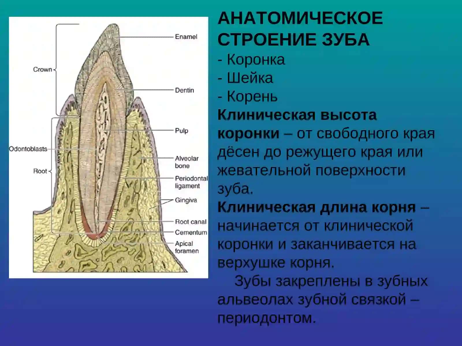 Строение и функции зубов 4