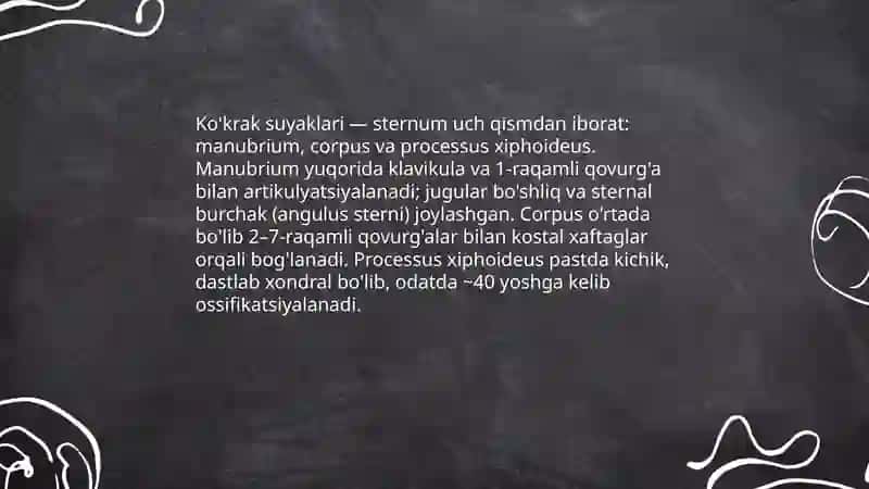 Kokrak qafasining anatomik tuzilishi 4