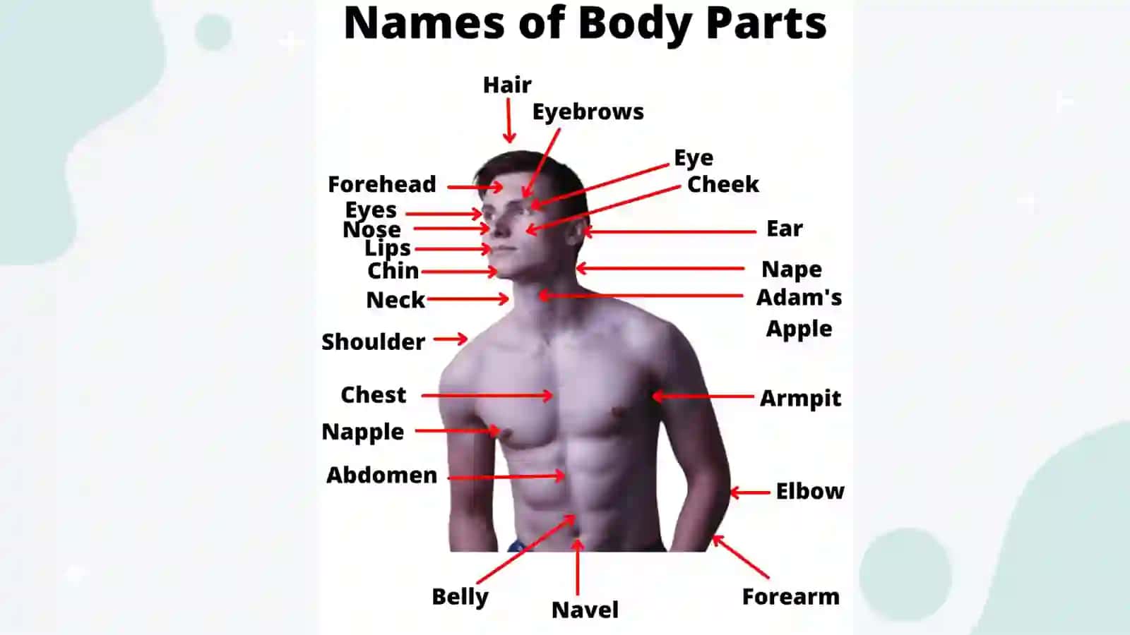 Parts of body 4