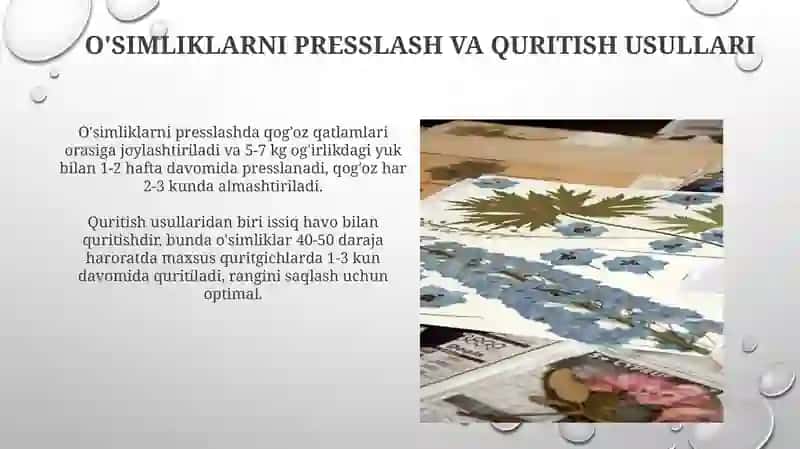 Gerbariy tayyorlash va tayyorlash usullari 4