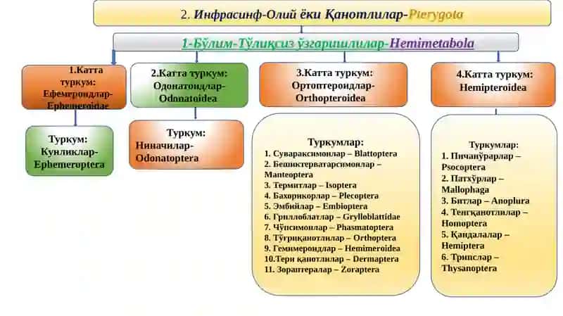 Ҳашаротлар классификацияси 4