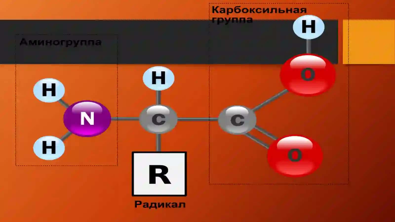 Aminokislotalar 4