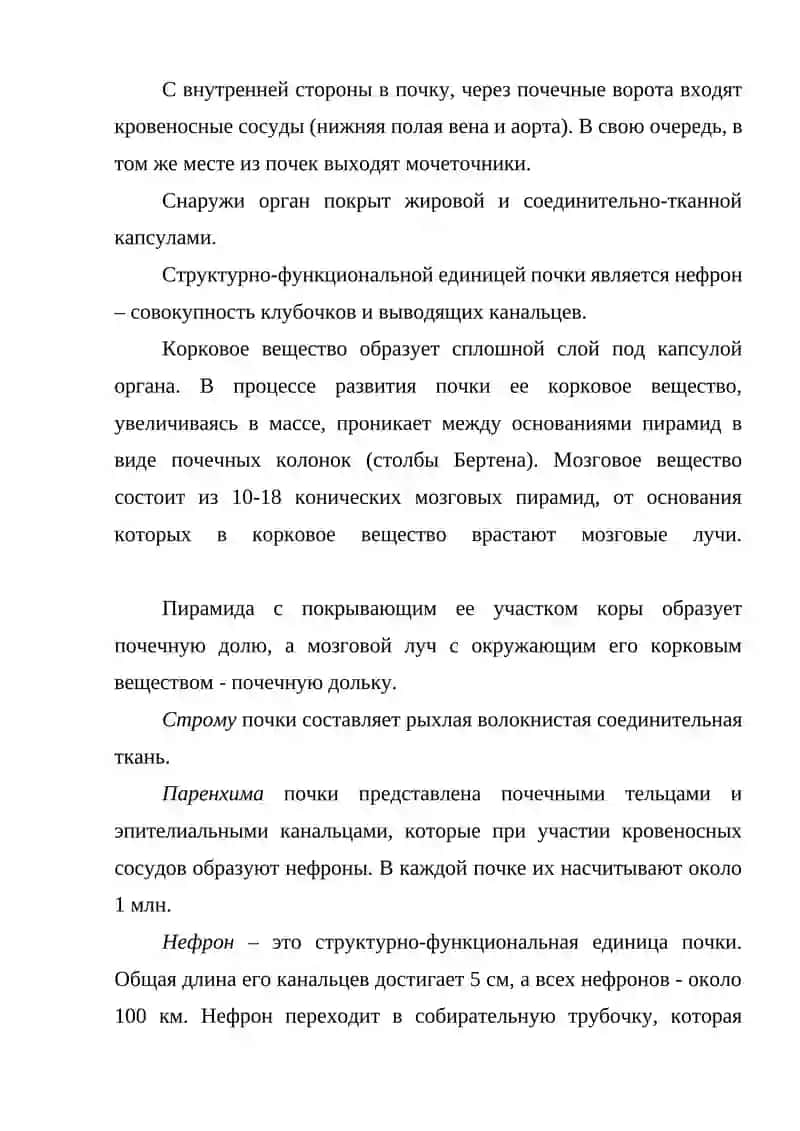 Мочевыделительная система 4