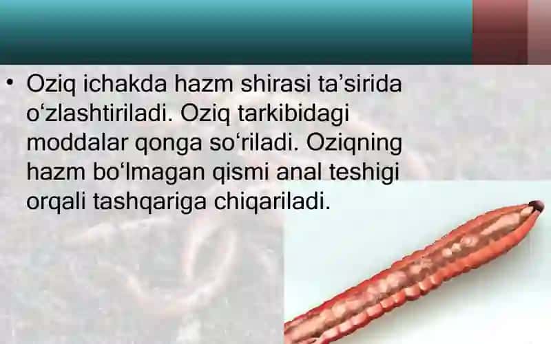 yomg'ir chuvalchangining ichki tuzilishi. 4