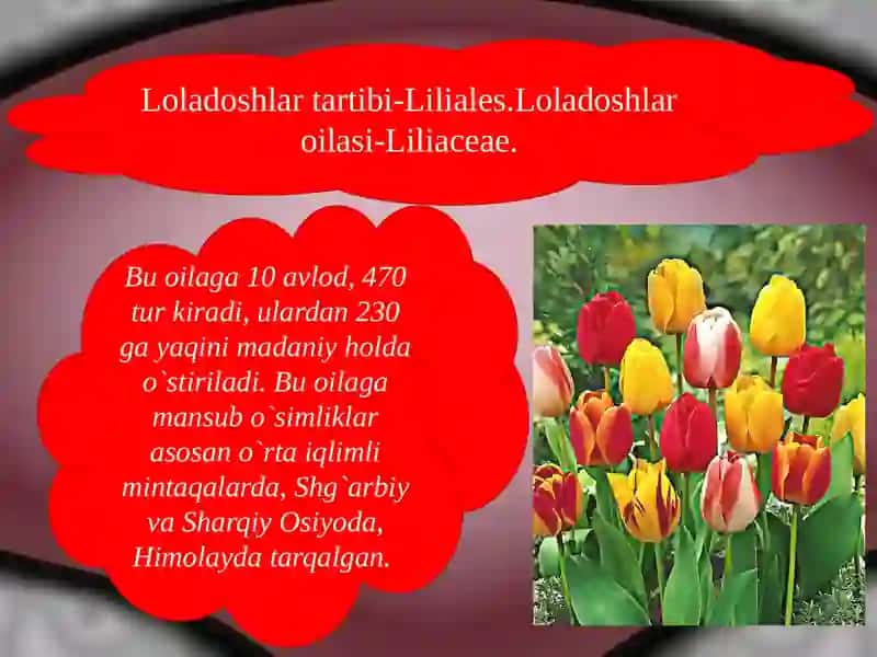 Birpallalilarsinfi 4