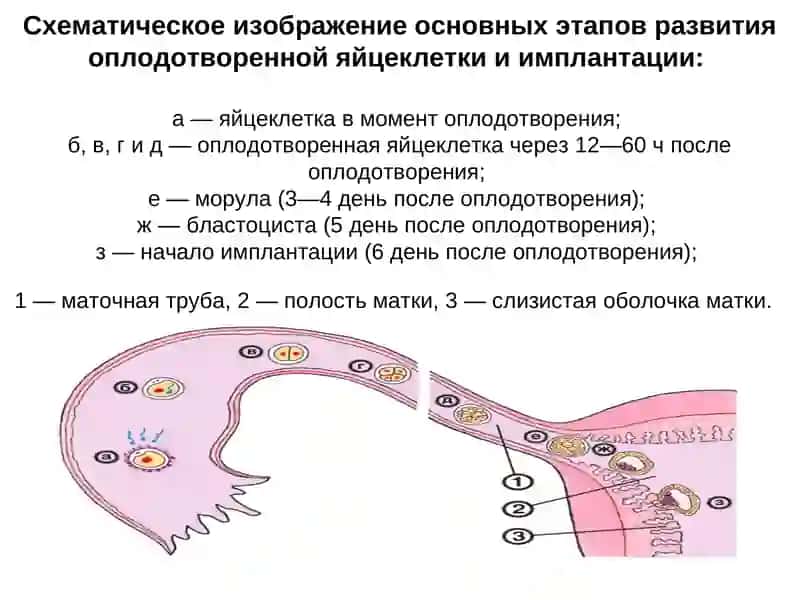 Внутриутробное развитие плода 4