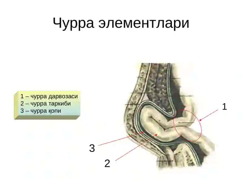 Қоринчурралари 4